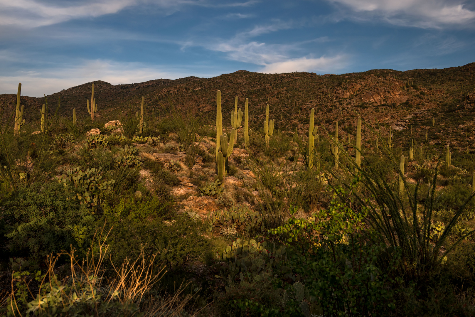 Saguarokakteen