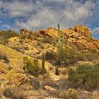 Saguaros