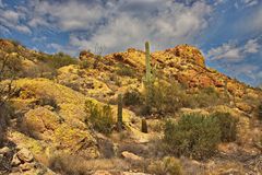 Saguaros