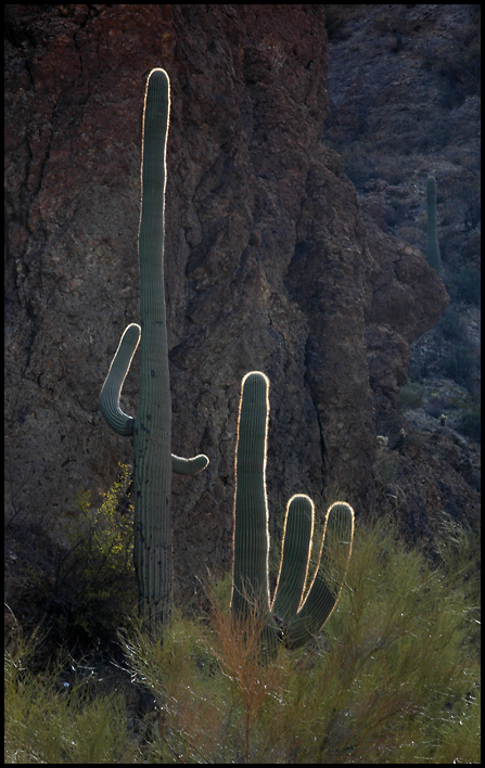 saguaros