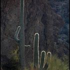 saguaros