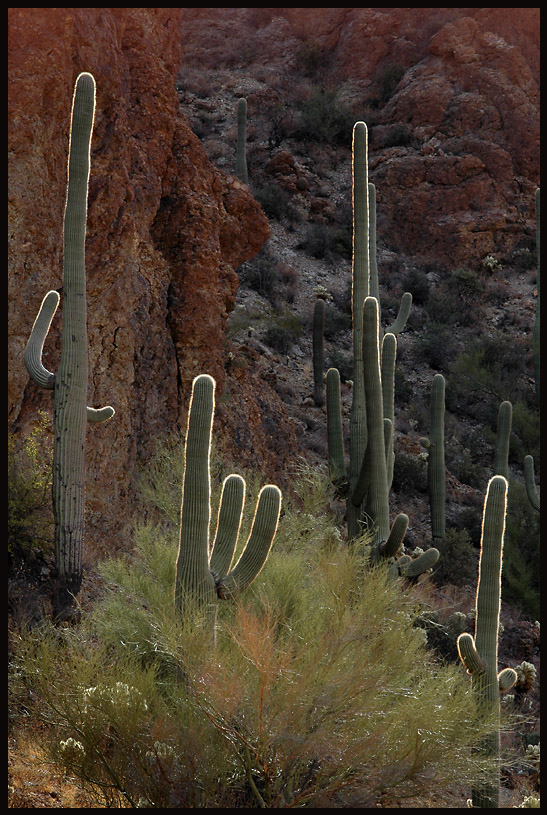 saguaros