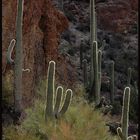 saguaros