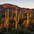 Saguaros im letzten Abendlicht