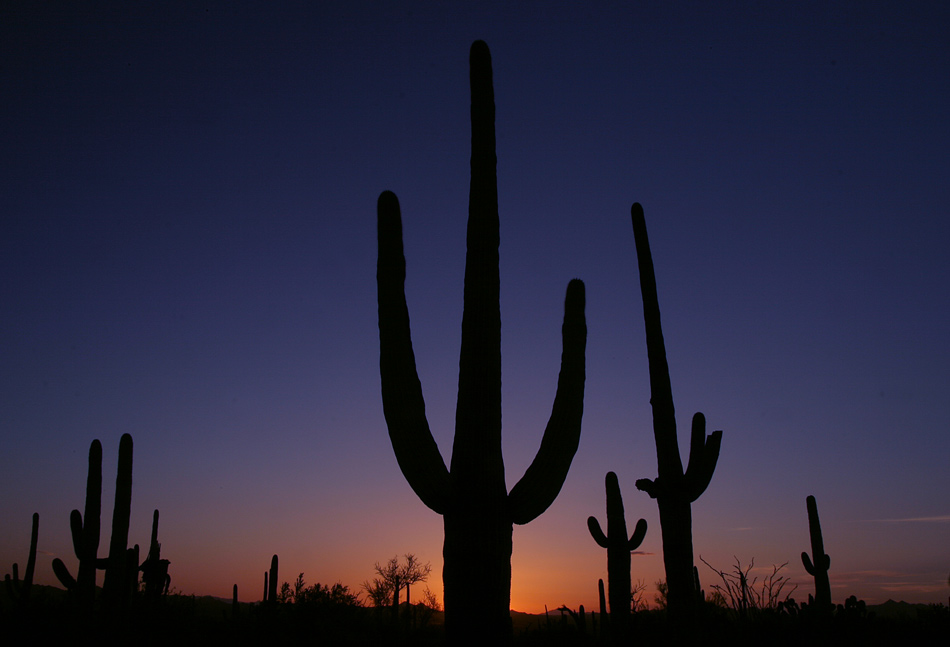 Saguaros im Sonnenuntergang