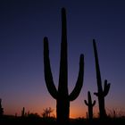 Saguaros im Sonnenuntergang