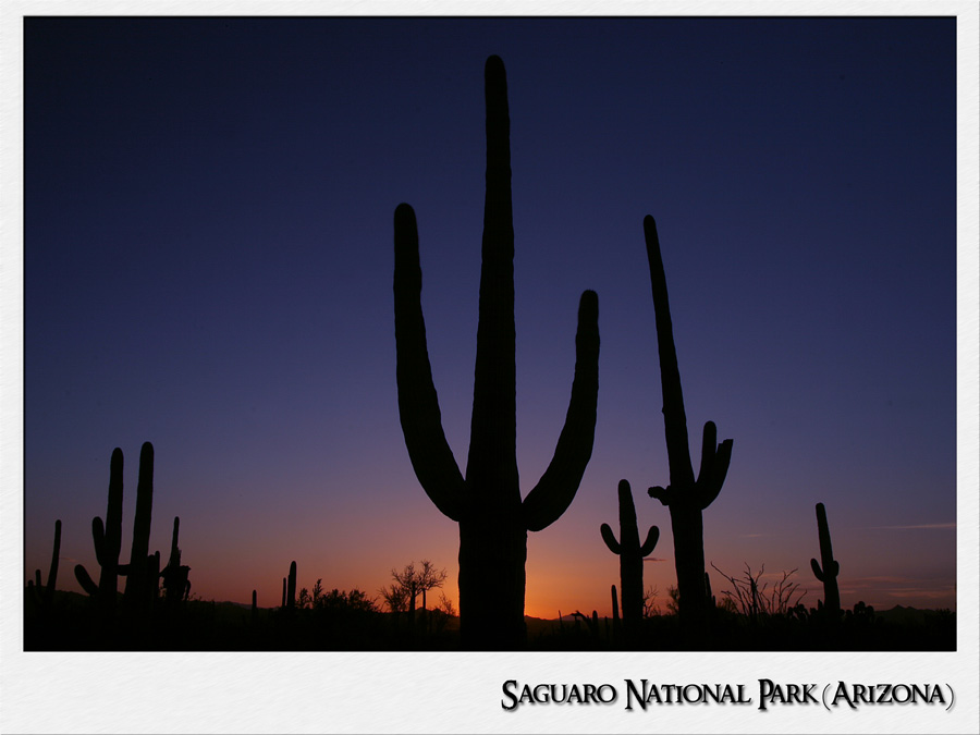 Saguaros im Sonnenuntergang