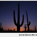 Saguaros im Sonnenuntergang