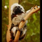 Saguinus oedipus