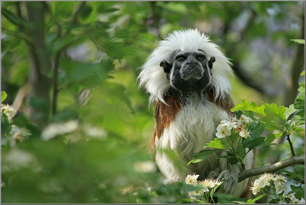 >>>Saguinus oedipus