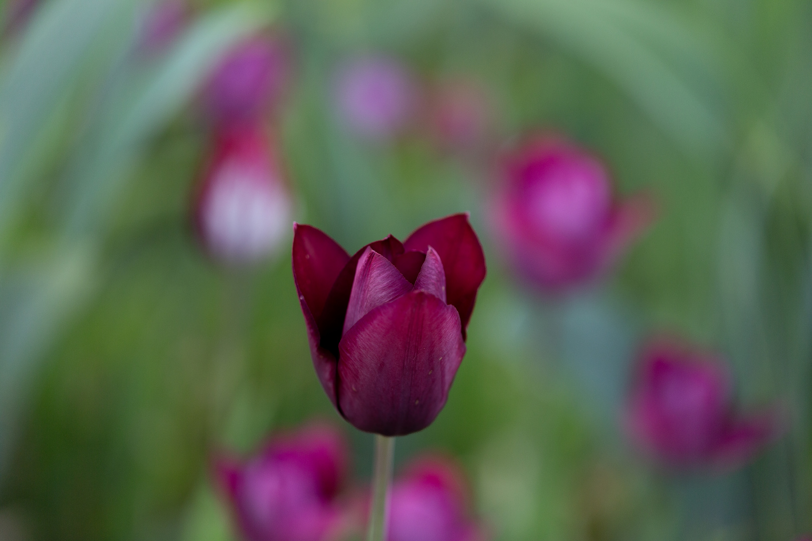 Sah des Frühlings schönste Tulpe stehen..