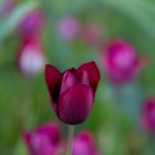 Sah des Frühlings schönste Tulpe stehen..