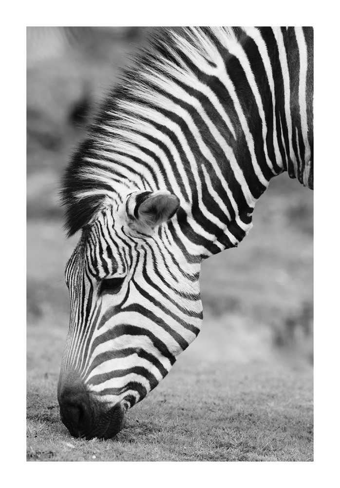 sah ich auf`n Rasen ein Zebra grasen