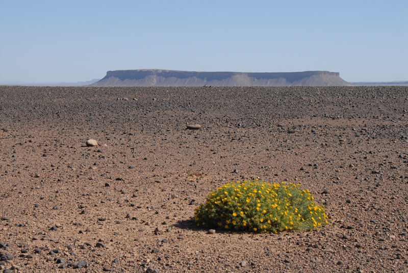 Sahara