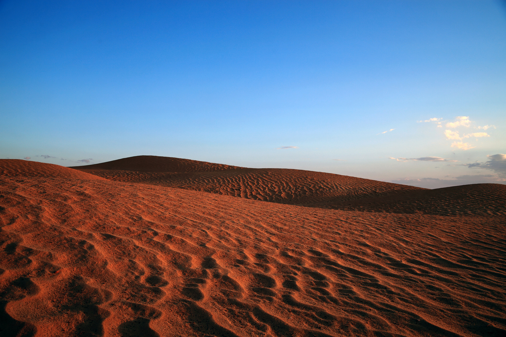 sahara after rain