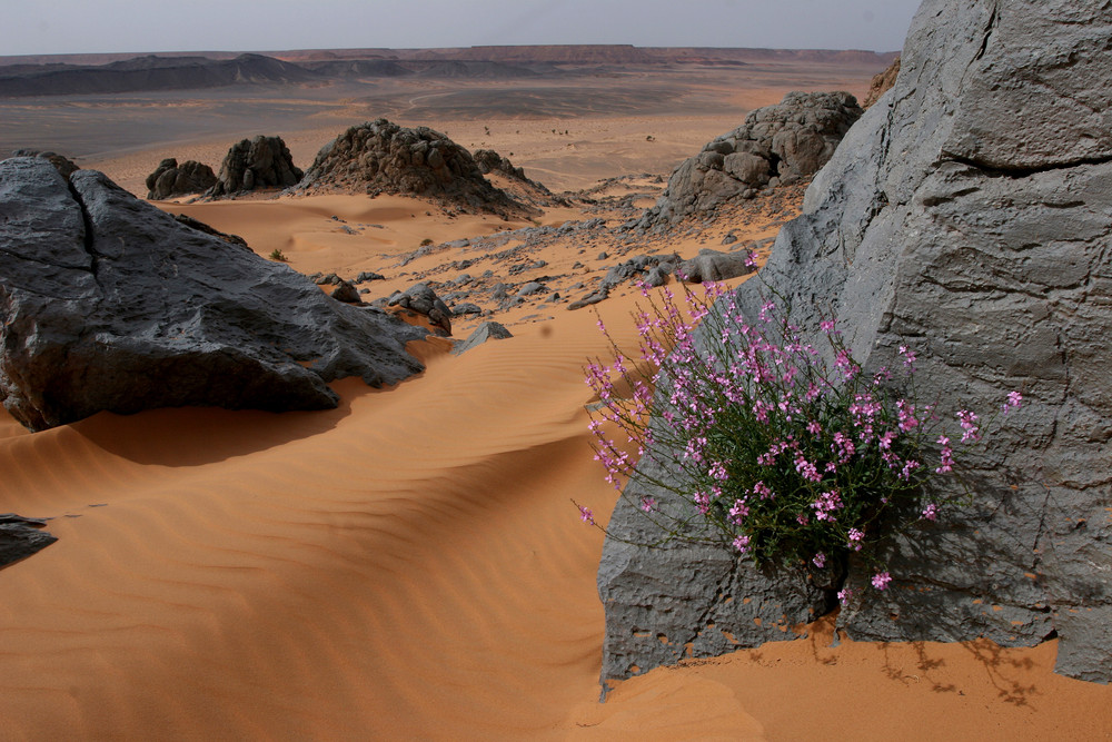 Sahara Desert