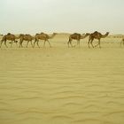 Sahara - Dromedare
