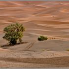 Sahara Dunes at sunrise