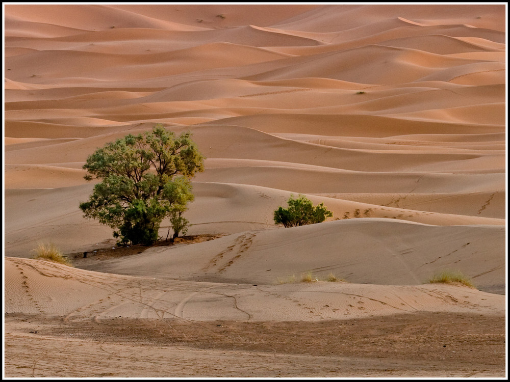 Sahara Dunes at sunrise