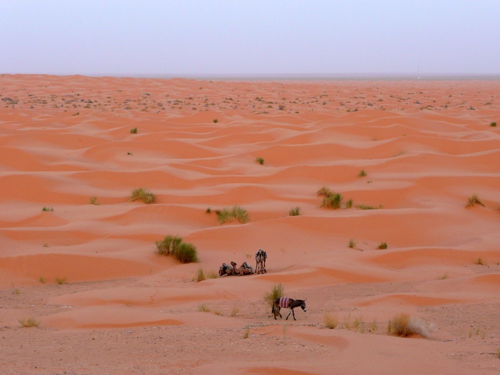 Sahara Ksar Ghilane