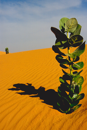 Sahara / Mauretanien