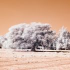 Sahara, neben dem Tempel Qasr el Gweita bei El Kharga