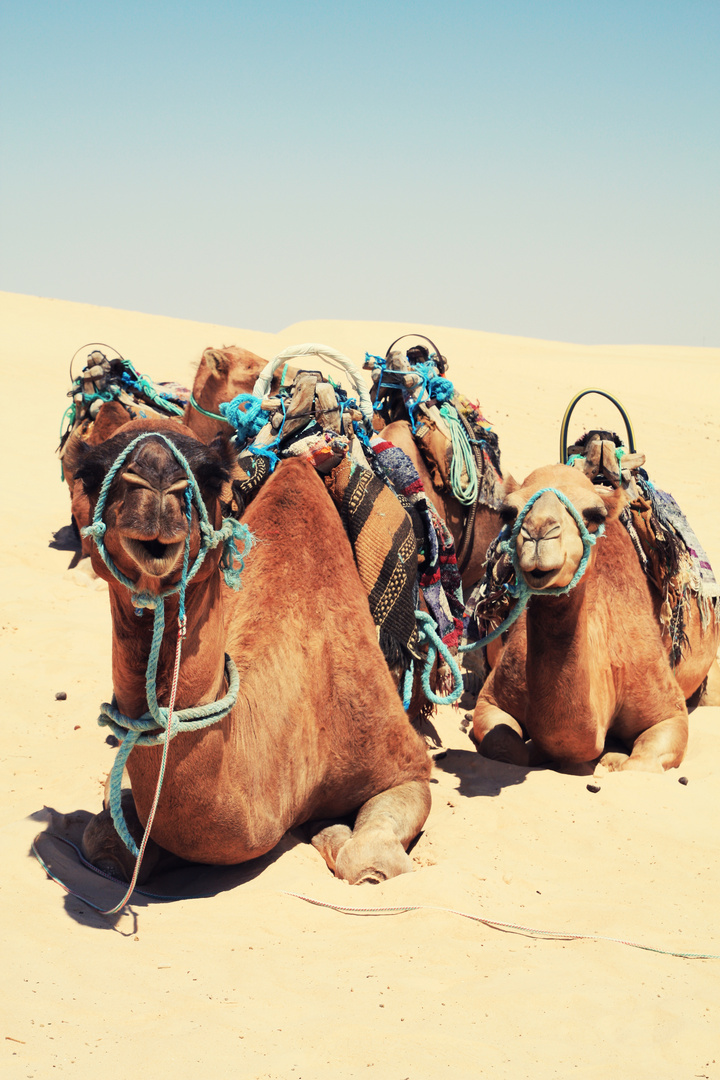 Sahara und ihre Dromedare