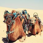 Sahara und ihre Dromedare