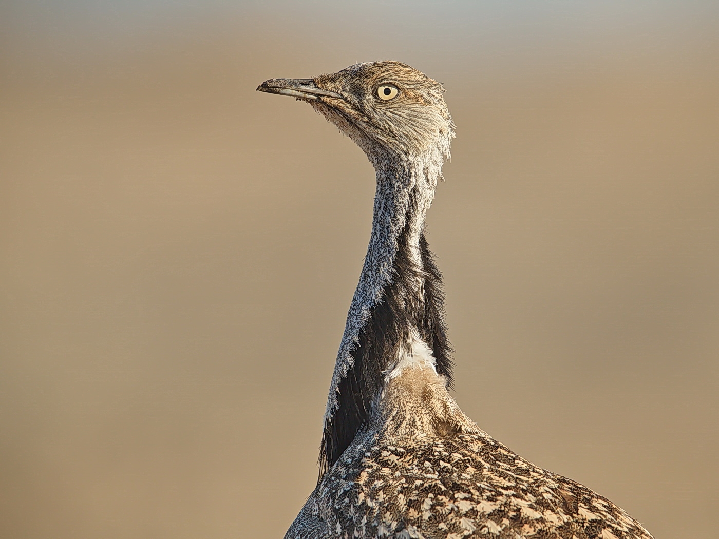 Saharakragentrappen-Portrait