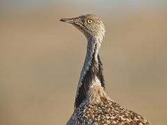 Saharakragentrappen-Portrait