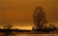 Saharasand über Rietlandschaft