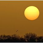 Saharastaubsonne mit 2 Vögeln