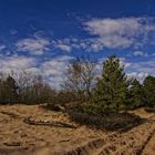 Sahlenburger Heide