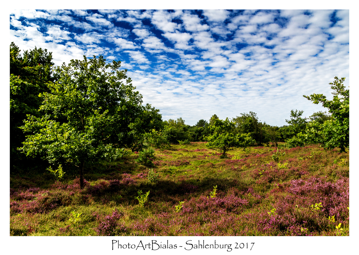 Sahlenburger Heide