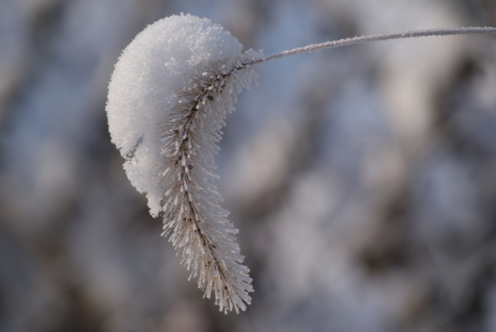 Sahnehäubchen bei minus 15 Grad