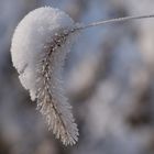 Sahnehäubchen bei minus 15 Grad