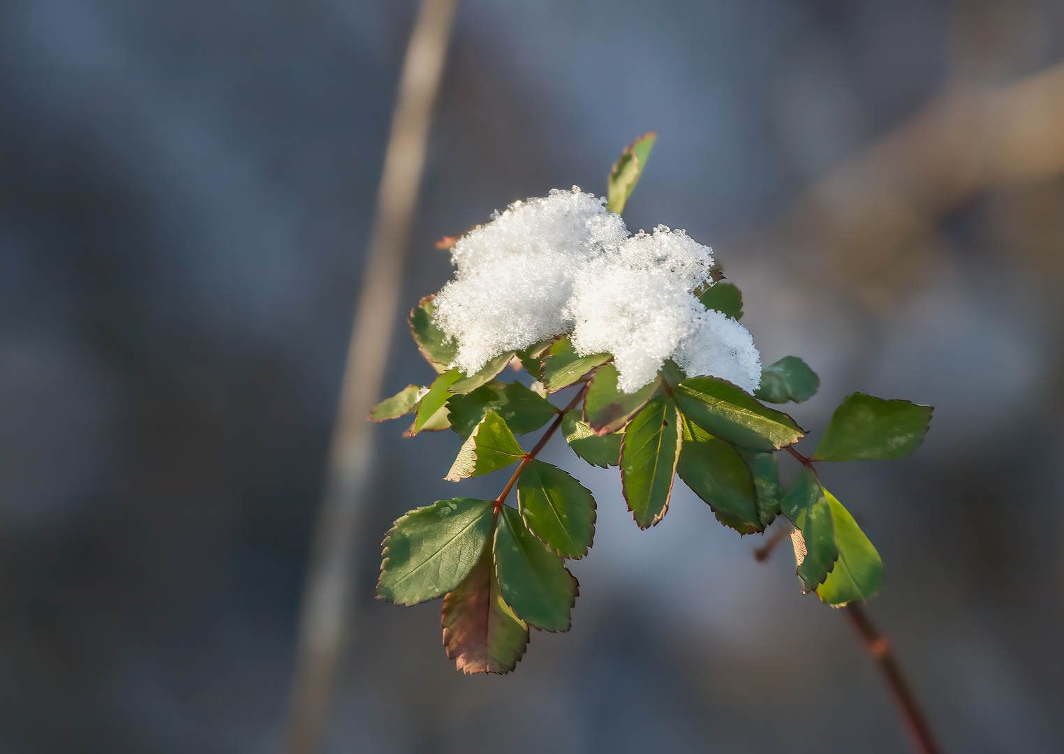 Sahnehäubchen in der Natur