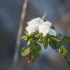 Sahnehäubchen in der Natur