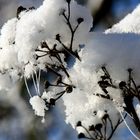 Sahnehauben wurden versponnen