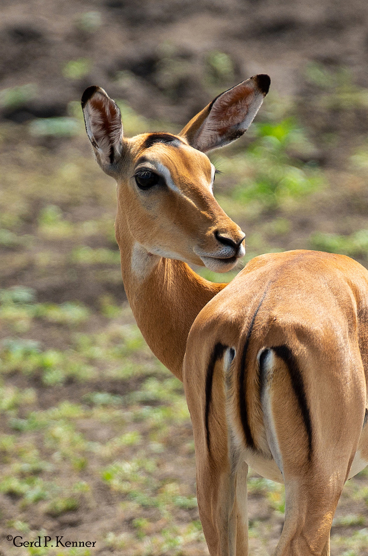 Sahneseiten der Impalas