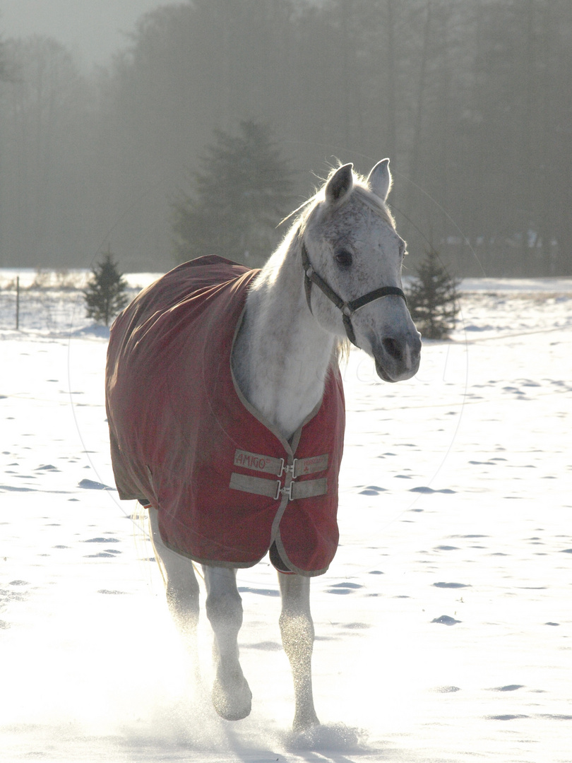 Sahri auf der Koppel