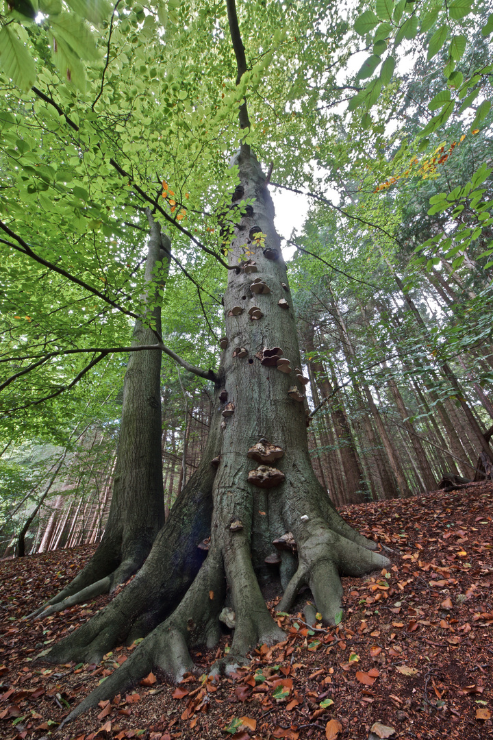 Sahsenwald im Spätsommer