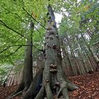 Sahsenwald im Spätsommer