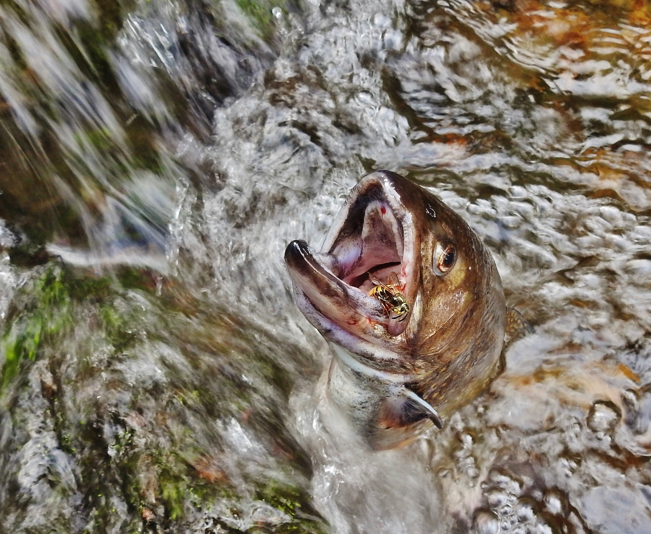 Saibling beim Insektenfang