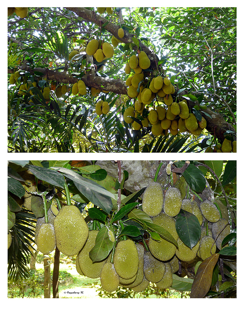 Saigon - auf einer Obstplantage