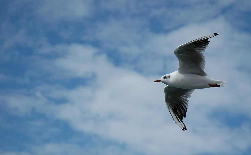 sail in the wind