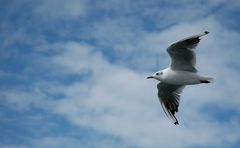 sail in the wind