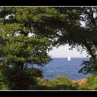 Sailboat through trees