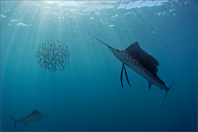 Sailfish hunting