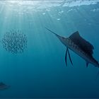 Sailfish hunting